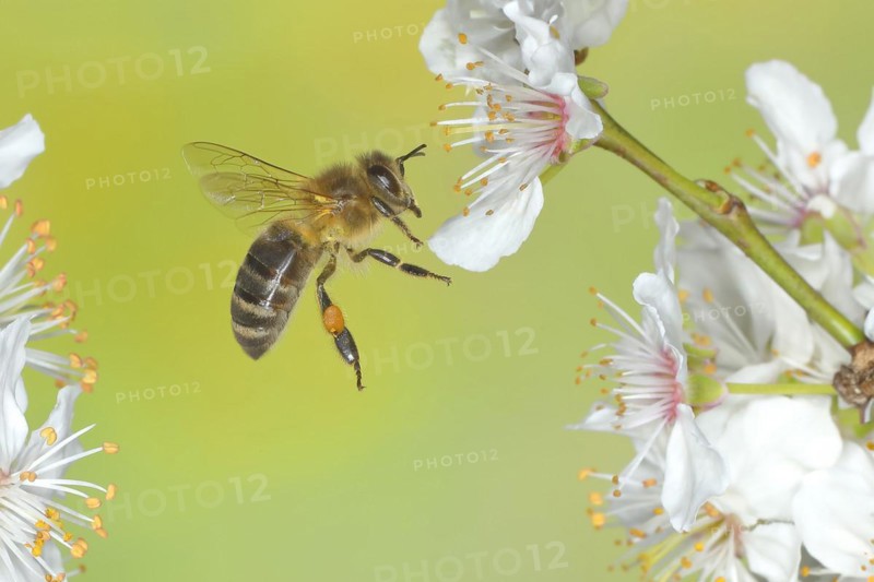 European honey bee (Apis mellifera) bee in flight at the blossom of the heckendorn, blackthorn (Prunus spinosa), wild fruit tree, large-fruited blackthorn, high-speed aerial photograph, spring, wildlife, insects, Siegerland, North Rhine-Westphalia, Germany, Europe