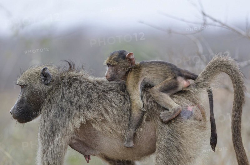 Chacma baboons (Papio ursinus), young monkey clinging to the back of its walking mother, Kruger National Park, South Africa, Africa