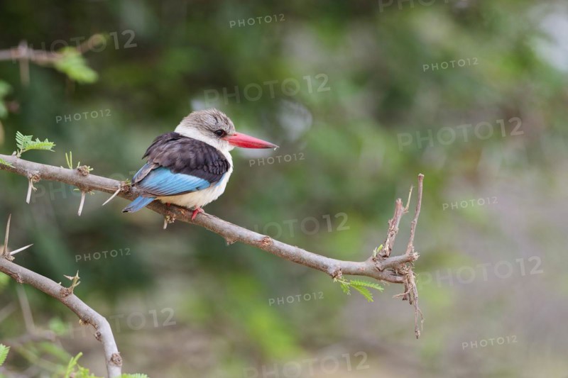 Brown-hooded kingfisher (Halcyon albiventris), adult, perched on a branch, observing, lookout point, Kruger National Park, South Africa, Africa