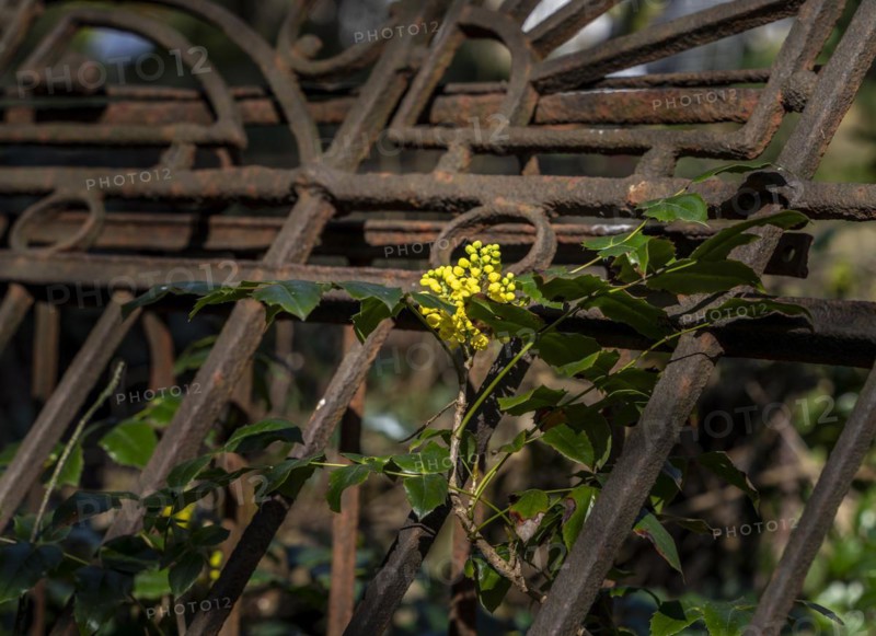 Rusty grave fences, Kirchof 1 of the Evangelische Georgen-Parochialgemeinde, Greisfswalder Strasse, Berlin, Germany, Europe