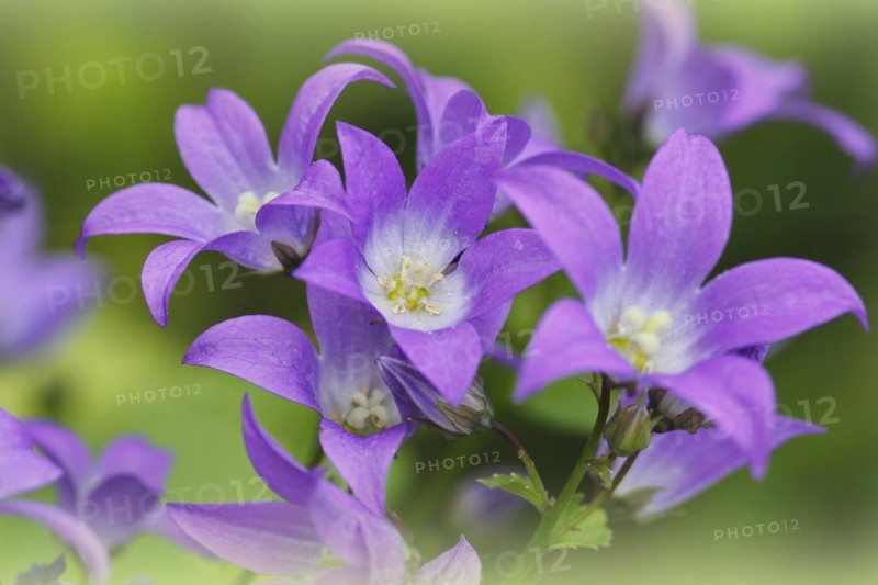 Bellflower (Campanula), North Rhine-Westphalia, Germany, Europe