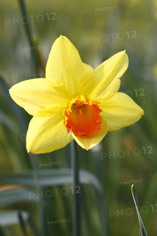 Yellow-orange daffodil (Narcissus), North Rhine-Westphalia, Germany, Europe