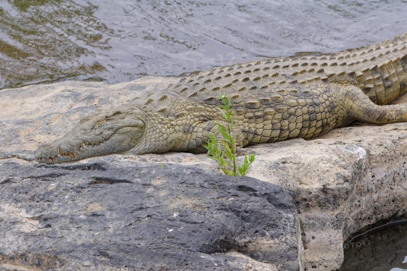 Nile crocodile, (Crocodylus niloticus), adult, sleeping on the rocky bank of the Sabie River, Kruger National Park, South Africa, Africa