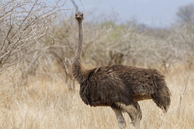 South African ostrich (Struthio camelus australis), adult female standing in dry grassland, eye contact, alert, animal portrait, Kruger National Park, South Africa, Africa