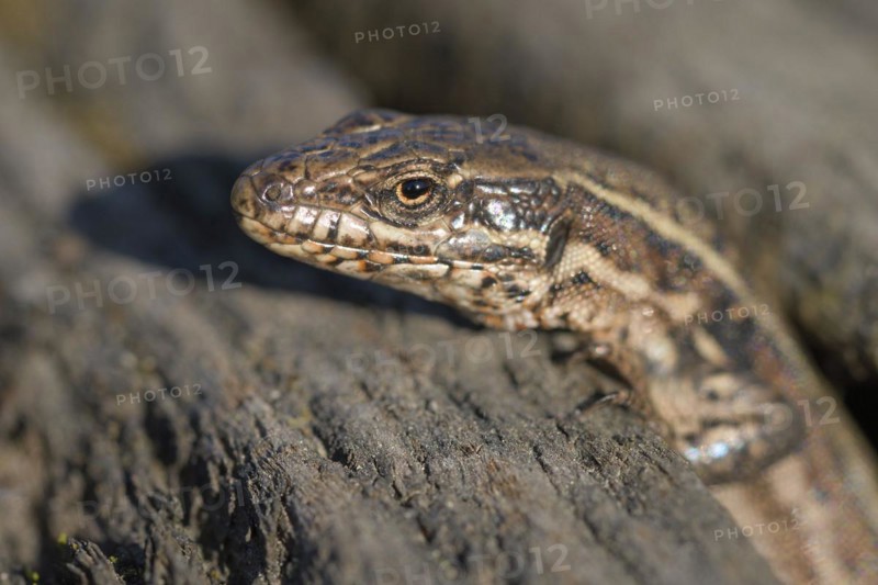 Common wall lizard (Podarcis muralis), adult female, looking out of her hiding place, in an old railway track, portrait, Landschaftspark Duisburg Nord, Ruhr area, North Rhine-Westphalia, Germany, Europe