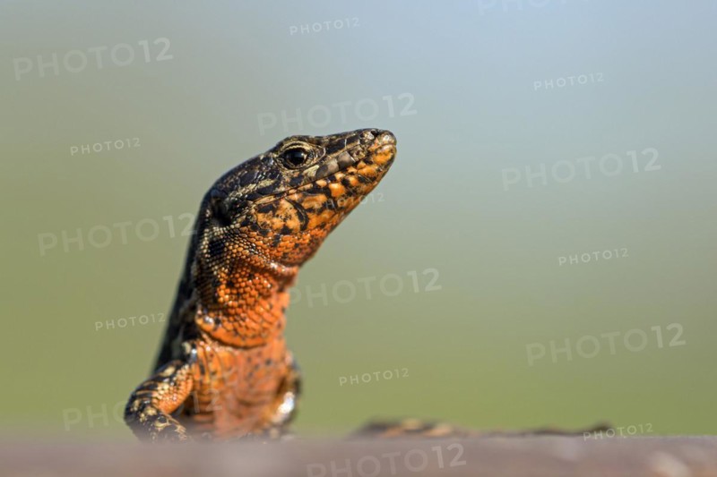 Common wall lizard (Podarcis muralis), adult male, in mating dress, sitting on a rail, in an old railway track, looking attentively, portrait, Landschaftspark Duisburg Nord, Ruhr area, North Rhine-Westphalia, Germany, Europe