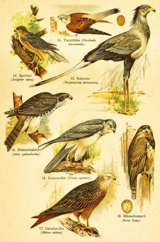 Kestrel (Cerchneis tinnuncula), eurasian sparrowhawk (Accipiter nisus), secretary bird (Serpentarius secretarius), hen hawk (Astur Palumbarius), hen harrier (Circus Cyaneus), buzzard (Buteo buteo), red kite (Milvus milvus), Birds of the World, historical illustration 1890