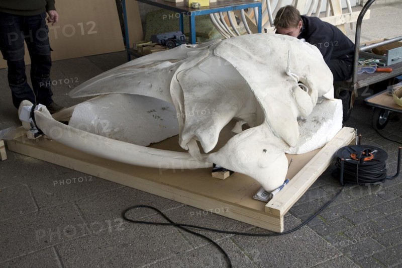 Skilled craftsman building model whale skeleton, Ecomare, Texel, Netherlands
