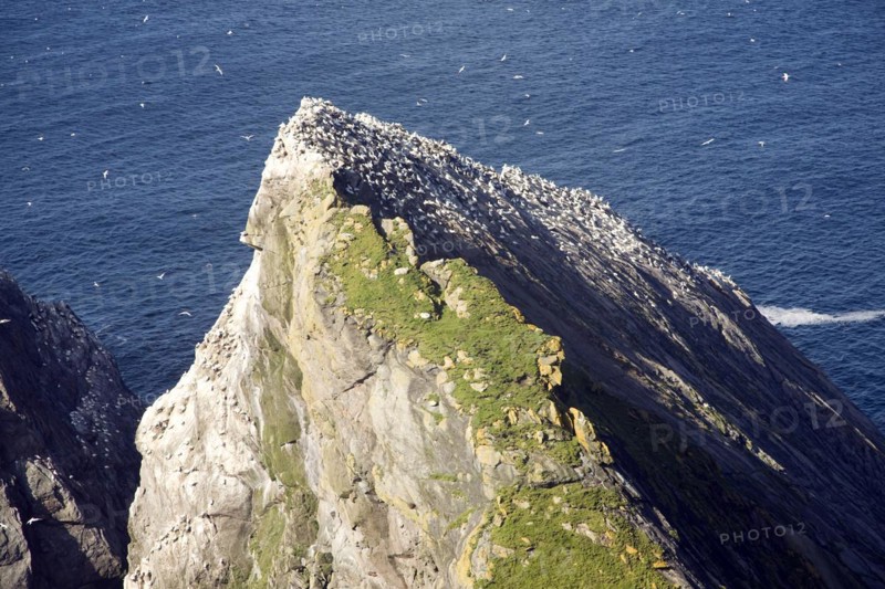 Northern Gannet bird colony, Morus bassanus, The Greing stacks, Hermaness, Unst, Shetland Islands, Scotland, United Kingdom, Europe