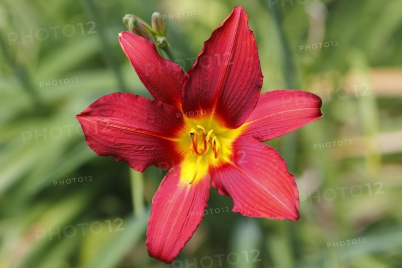 Red daylily (Hemerocallis), North Rhine-Westphalia, Germany, Europe