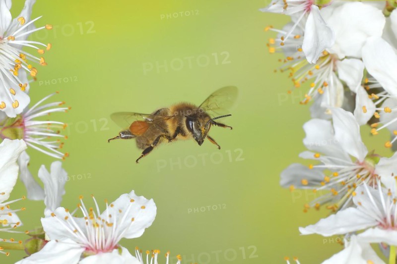 European honey bee (Apis mellifera) bee in flight at the blossom of the heckendorn, blackthorn (Prunus spinosa), wild fruit tree, large-fruited blackthorn, high-speed aerial photograph, spring, wildlife, insects, Siegerland, North Rhine-Westphalia, Germany, Europe