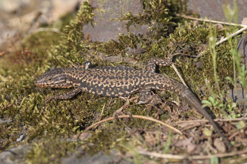 Common wall lizard (Podarcis muralis), adult male, sunbathing in an old railway track, Landschaftspark Duisburg Nord, Ruhr area, North Rhine-Westphalia, Germany, Europe