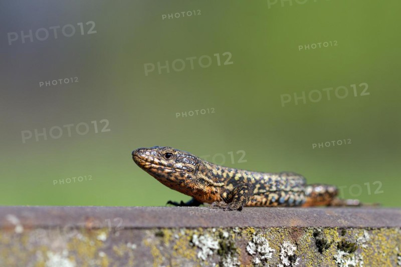 Common wall lizard (Podarcis muralis), adult male, in mating dress, sitting on a rail, in an old railway track, Landschaftspark Duisburg Nord, Ruhr area, North Rhine-Westphalia, Germany, Europe