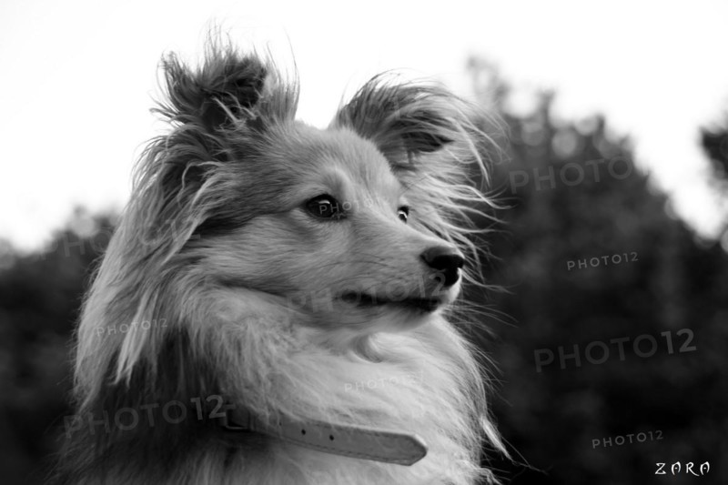 Black and white portrait of a dog with fluffy ears and an attentive expression, Amazing Dogs in the Nature