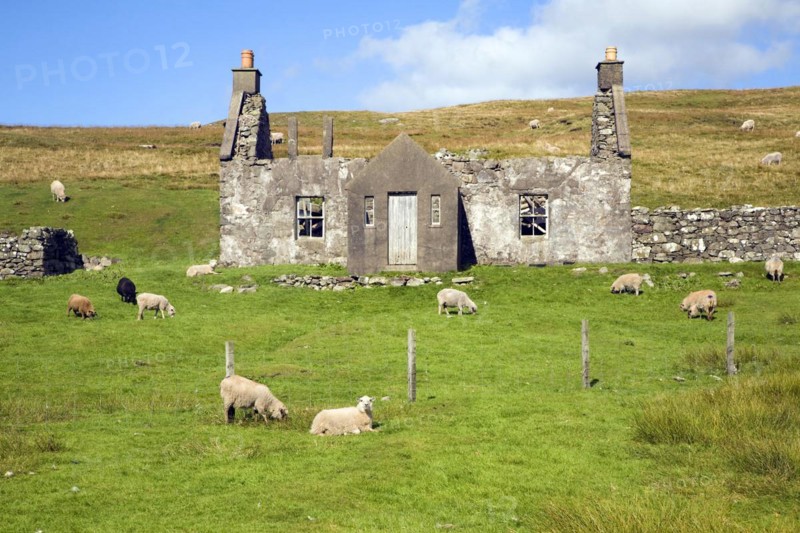 Derelict abandoned croft house with sheep grazing, Dale of Walls, Mainland, Shetland Islands, Scotland, United Kingdom, Europe