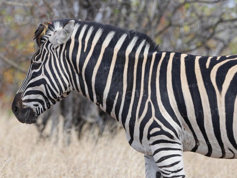 Burchell's zebra (Equus quagga burchellii), adult male standing in dry grass, with red-billed oxpecker (Buphagus erythrorynchus) sitting on top of its head, feeding, Kruger National Park, South Africa, Africa