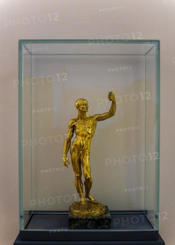 Jean-Antoine Houdon, Muscle Man, gilt bronze, Skulpturensammlug im Bode Museum, Berlin, Germany Berlin, Berlin, Germany, Europe