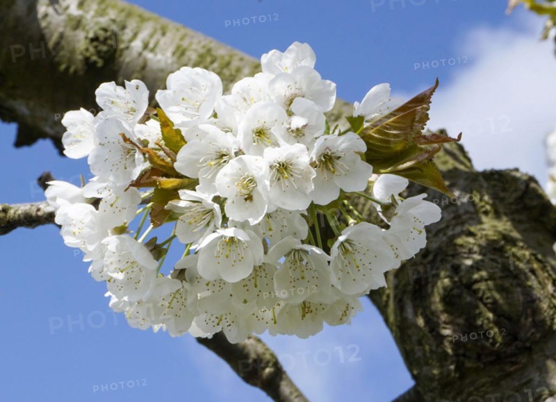 Apple tree blossom in an orchard in Werder, 22/04/2016