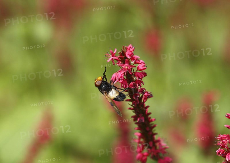 Pellucid fly (Volucella pellucens), on candle knotweed (Polygonum amplexicaule) North Rhine-Westphalia, Germany, Europe