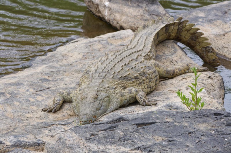 Nile crocodile, (Crocodylus niloticus), adult, sleeping on the rocky bank of the Sabie River, Kruger National Park, South Africa, Africa