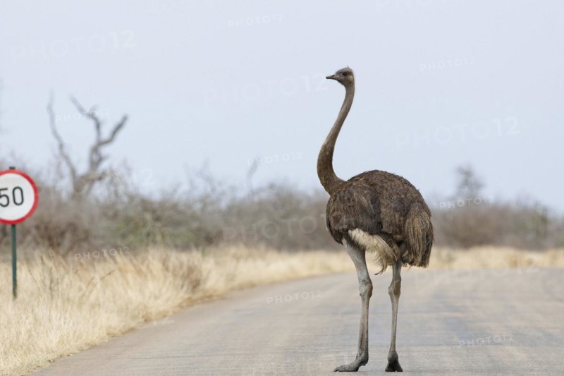 South African ostrich (Struthio camelus australis), adult female standing on the tarred road, next to a speed limit traffic sign, Kruger National Park, South Africa, Africa