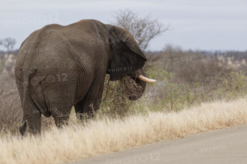 African bush elephant (Loxodonta africana), adult male standing next to the tarred road, feeding on shrubs, Kruger National Park, South Africa, Africa