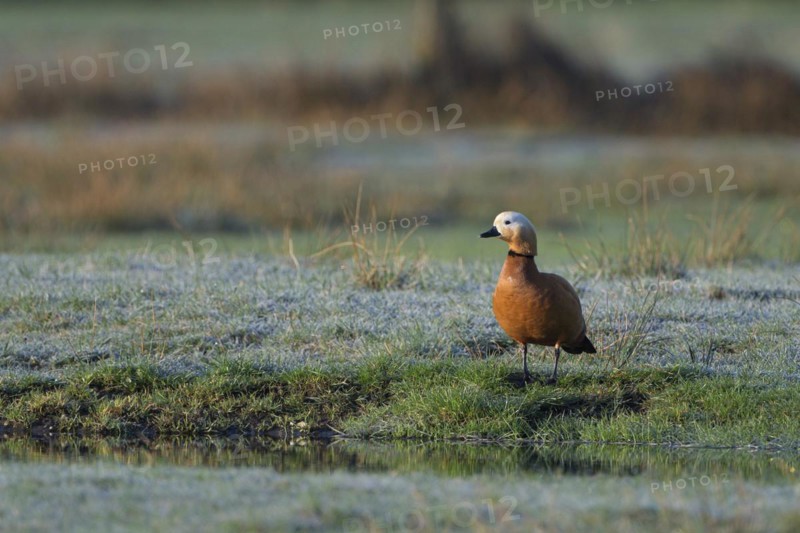 Ruddy shelduck (Tadorna ferruginea), male, in a meadow, Dingdener Heide nature reserve, North Rhine-Westphalia, Germany, Europe