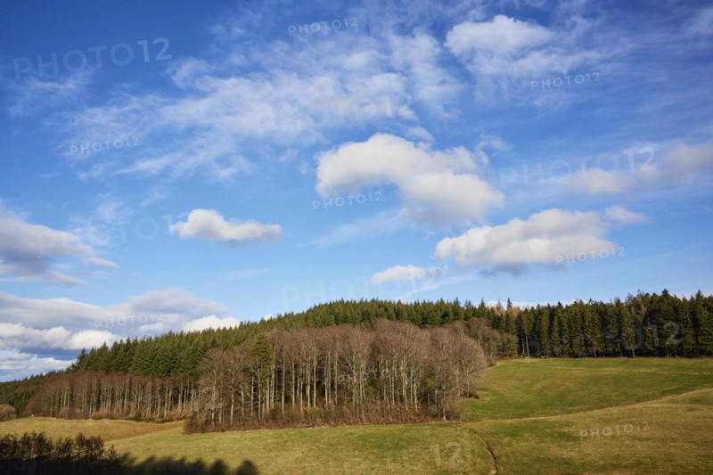 Winter landscape in the Black Forest with meadows, birches and conifers and a blue sky with white cumulus humilis clouds near Schuttertal, Ortenaukreis, Baden-Wuerttemberg, Germany, Europe