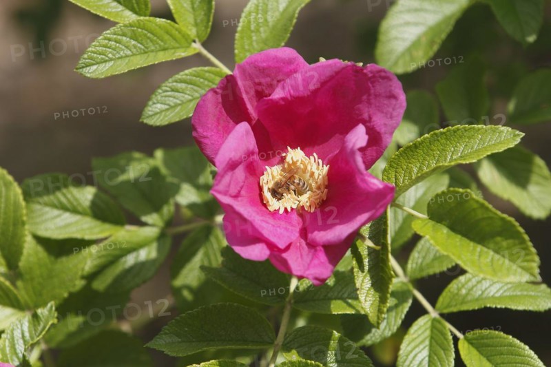 European honey bee (Apis mellifera) on rugosa rose (Rosa Rugosa), North Rhine-Westphalia, Germany, Europe