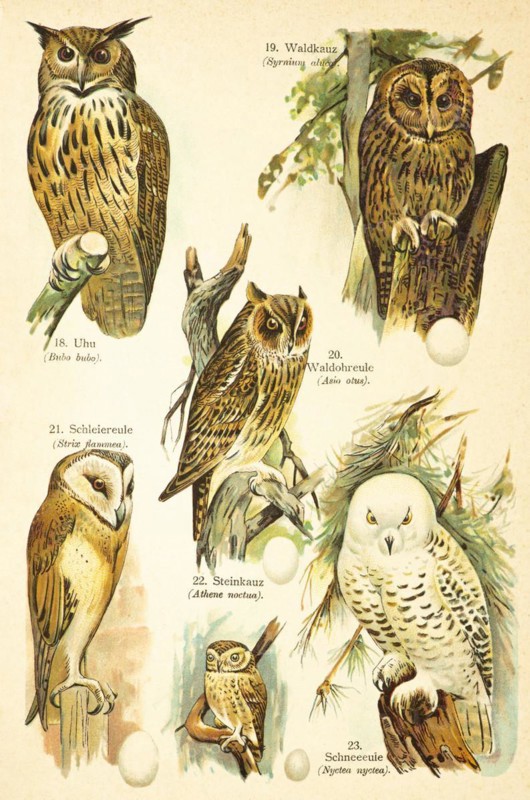 Eurasian eagle-owl (Bubo bubo), tawny owl (Strix aluco Linnaeus), long-eared owl (Asio otus), barn owl (Strix flammea), little owl (Athene noctua), snowy owl (Nytea nyctea), birds of the world, historical illustration 1890