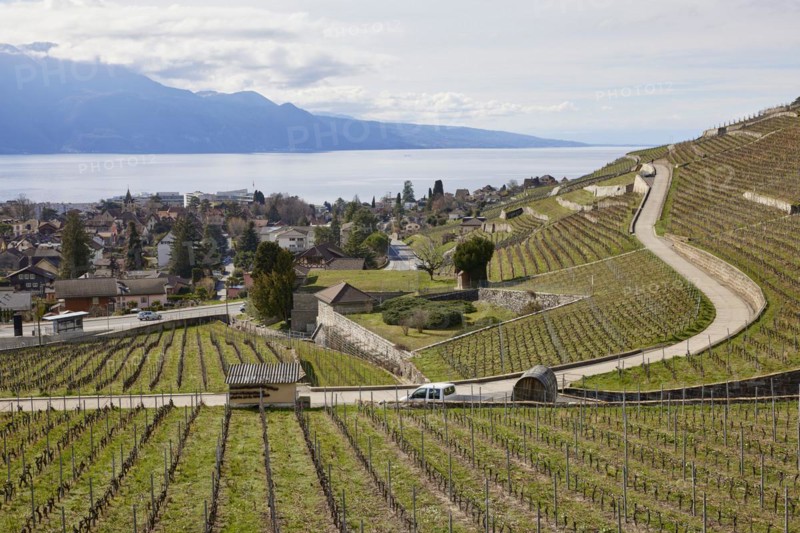 Roads and terraces for winegrowing in the UNESCO World Heritage vineyard terraces of Lavaux with a view of Lake Geneva and the town of Corsier-sur-Vevey, Riviera-Pays-d'Enhaut district, Vaud, Switzerland, Europe