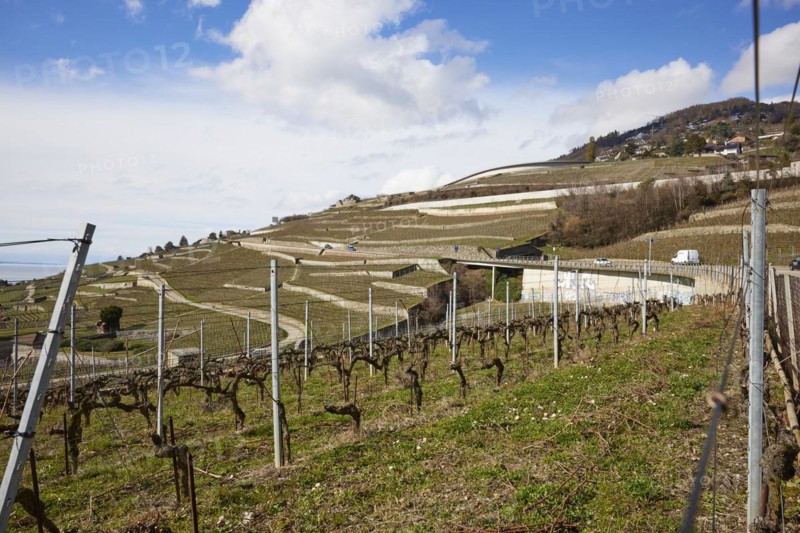 Terraces for viticulture in the UNESCO World Heritage Site Lavaux Vineyard Terraces near Corsier-sur-Vevey, Riviera-Pays-d'Enhaut district, Vaud, Switzerland, Europe