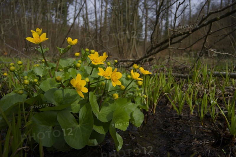 Marsh marigold (Caltha palustris), Arzbachtal, Michelfeld, Lembergwald, Schwaebisch Hall, Schwaebisch-Fraenkischer Wald Nature Park, Hohenlohe, Heilbronn-Franken, Baden-Wuerttemberg, Germany, Europe