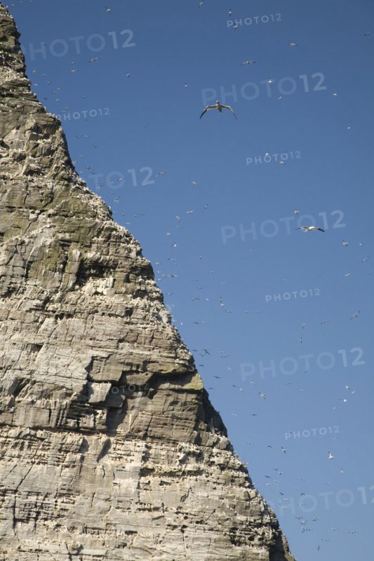 Noup of Noss gannet colony cliffs, Noss, Shetland Islands, Scotland, United Kingdom, Europe