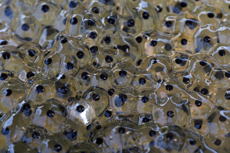 Common frog (Rana temporaria), spawning bales, frog spawn, Oberhausen, Ruhr area, North Rhine-Westphalia, Germany, Europe