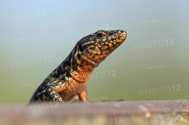 Common wall lizard (Podarcis muralis), adult male, in mating dress, sitting on a rail, in an old railway track, looking attentively, portrait, Landschaftspark Duisburg Nord, Ruhr area, North Rhine-Westphalia, Germany, Europe