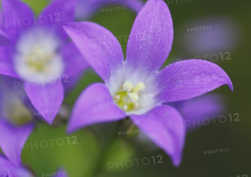 Bellflower (Campanula), North Rhine-Westphalia, Germany, Europe