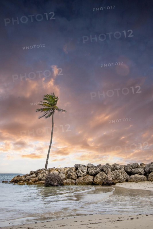 Caribbean dream beach with palm trees, white sandy beach and turquoise-coloured, crystal-clear water in the sea. Shallow bay at sunset. Plage de Sainte Anne, Grande Terre, Guadeloupe, French Antilles, North America