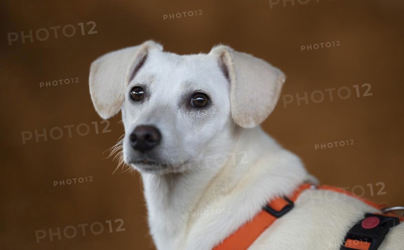 Domestic dog (Canis lupus familiaris), light coat, female, young, animal welfare dog, standing and looking directly at the viewer, close-up, orange coloured harness, background light brown shining and blurred, Hesse, Germany, Europe