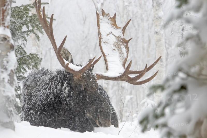 Moose. Alces alces. Bull moose resting under a snowfall in a snow-covered forest in late fall. Gaspesie conservation park. Province of Quebec. Canada