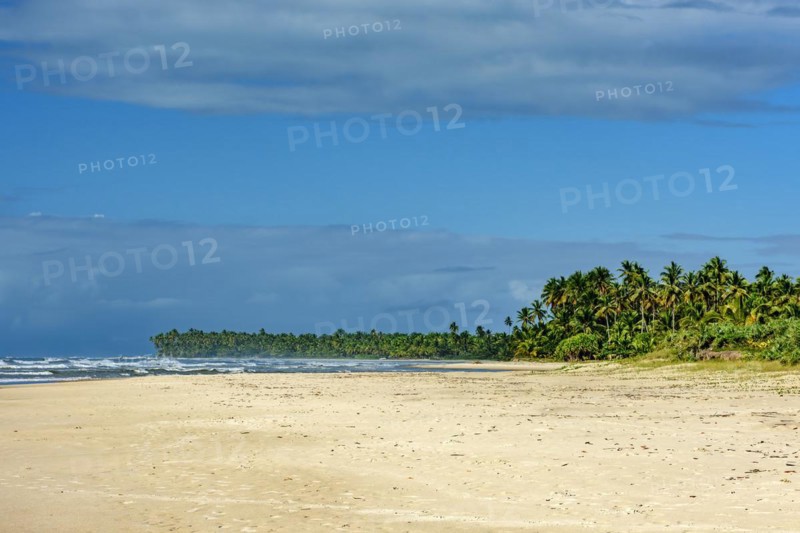 Paradisiacal beach surrounded by coconut trees in Serra Grande on the south coast of Bahia, Bahia, Brazil, South America