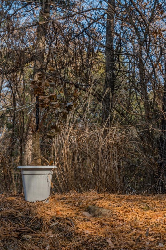 A white bucket serves as a trash bin in a forest with a bed of pine needles, in South Korea