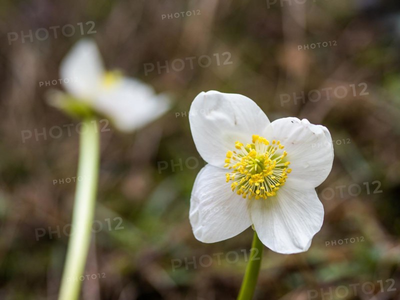 Christmas rose (Helleborus niger), near Tragoess, Styria, Austria, Europe