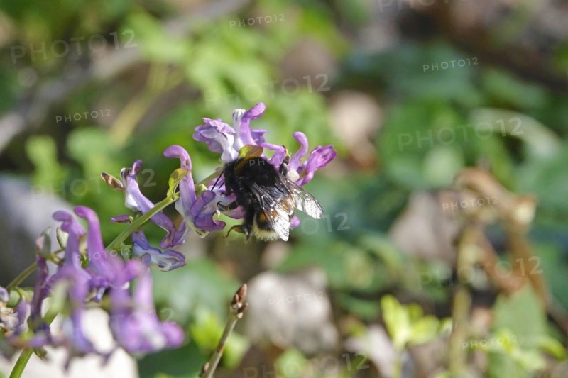 Corydalis and Humme, March, Germany, Europe