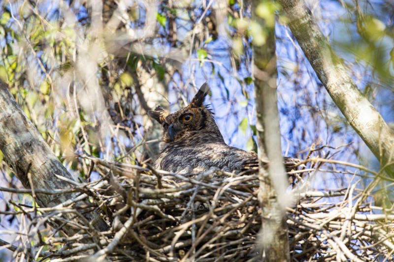 Virginia eagle owl (Bubo virginianus) Pantanal Brazil
