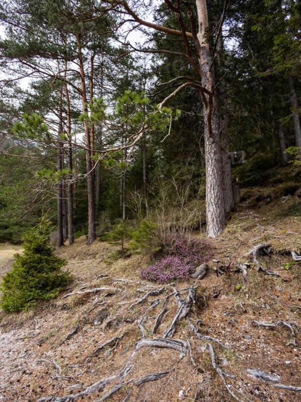 Roots in the forest floor, flowering heather (Erica), near Tragoess, Styria, Austria, Europe