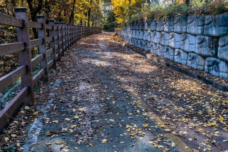A deserted trail with scattered autumn leaves, accompanied by a fence and stone wall, in South Korea