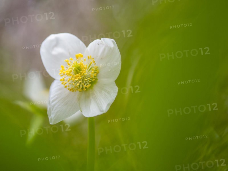 Christmas rose (Helleborus niger), near Tragoess, Styria, Austria, Europe