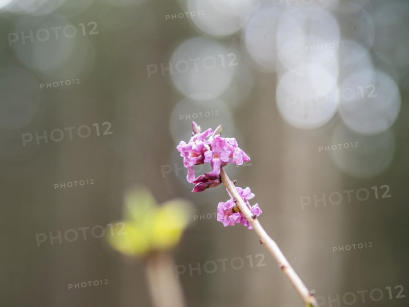 Mezereon (Daphne mezereum), near Tragoess, Styria, Austria, Europe