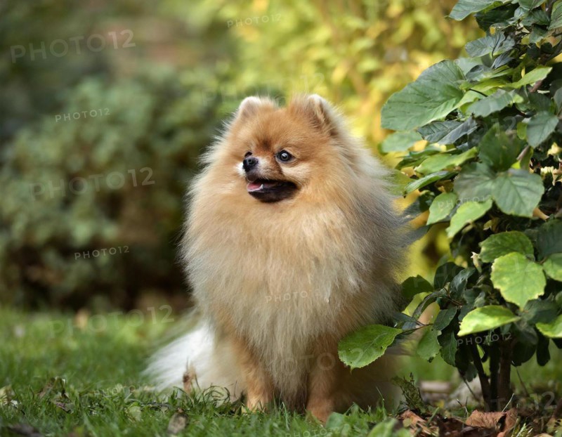 Dog, Spitz, whole figure, outdoor, in the garden, AI generated, AI generated